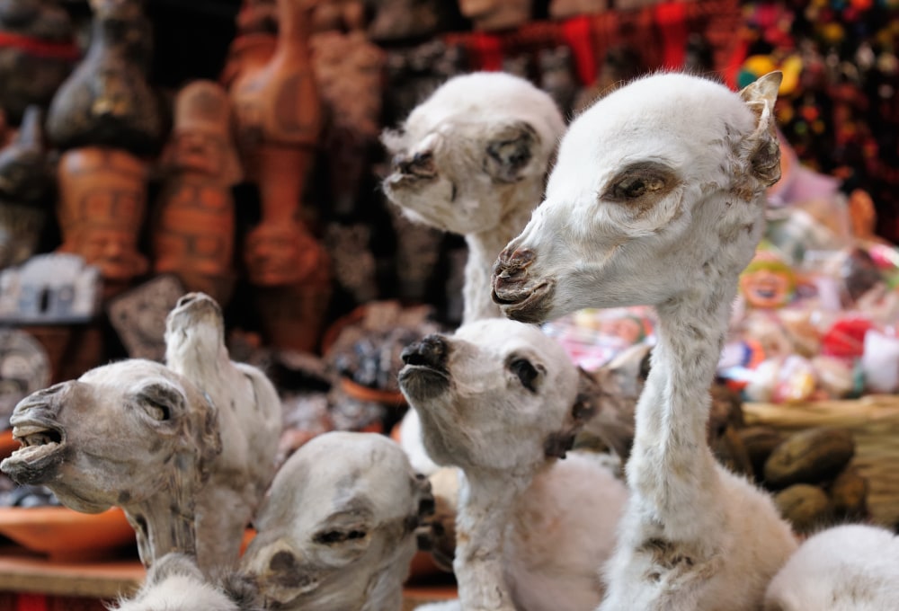 Stadtbesichtigung von La Paz